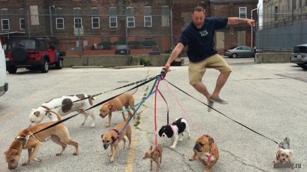 Выгуливать собаку