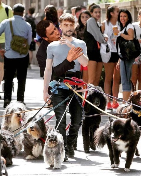 Гарри Поттер выгуливает собак