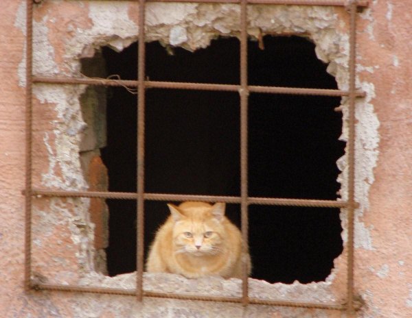 Кошка в тюрьме