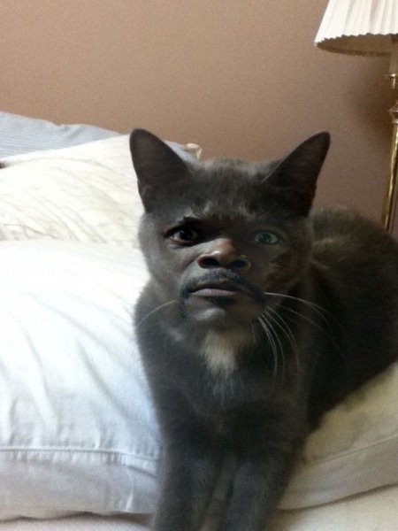 Коты с человеческим лицом