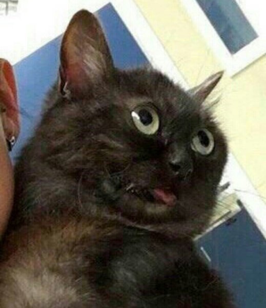 Упоротые коты