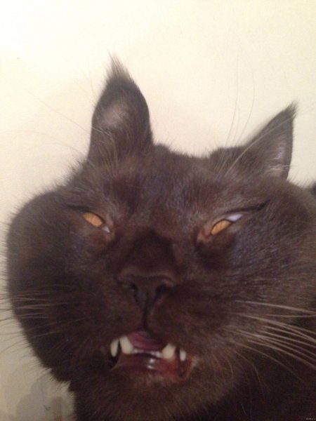 Упоротый котенок