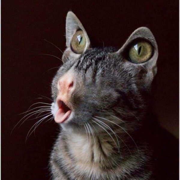 Смешные рожи котов