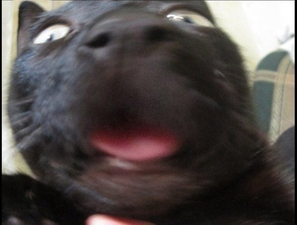 Смазанный черный кот