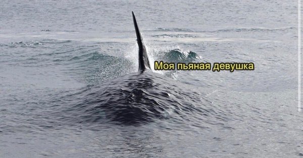 Пьяная акула