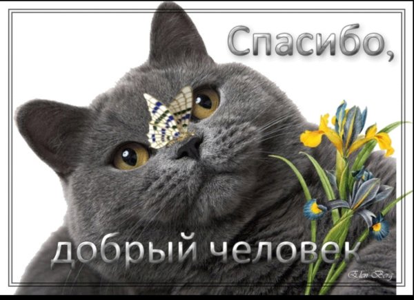 Спасибо доюрыйчеловече