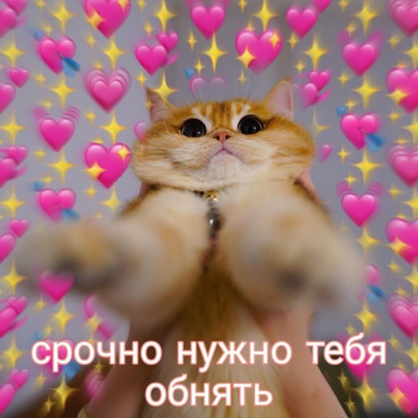 Милые пикчи с котиками