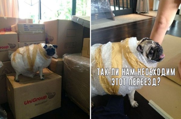 Переехал Мем