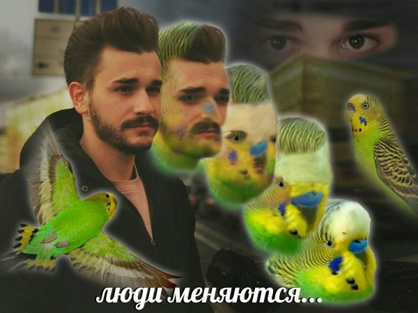 Юлик попугай