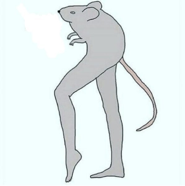 Крыса крадется