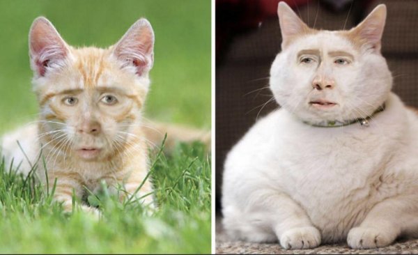 Коты с человеческим лицом