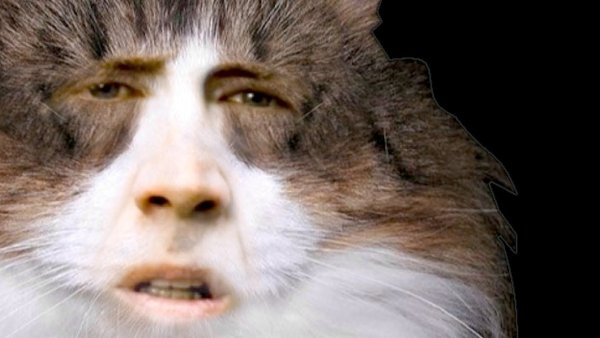 Кот с лицом Николаса Кейджа