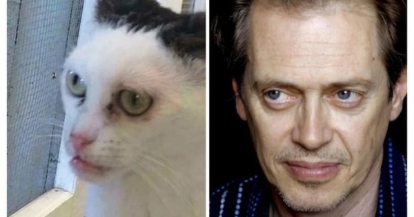 Кот похожий на Стива Бушеми