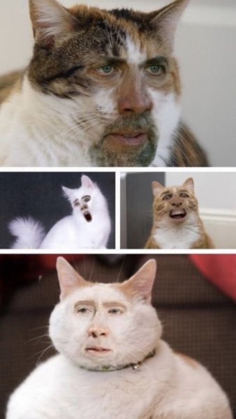 Николас Кейдж кот