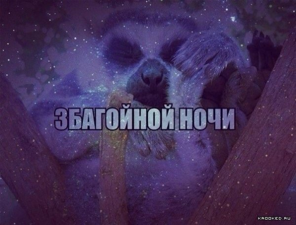Спокойной ночи смешные картинки
