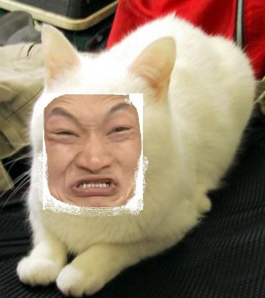 Смешной кот китаец