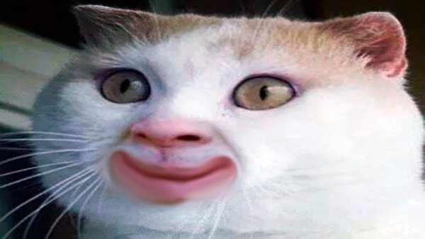 Смешное лицо кота