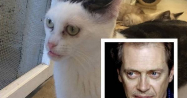 Стив Бушеми 2023