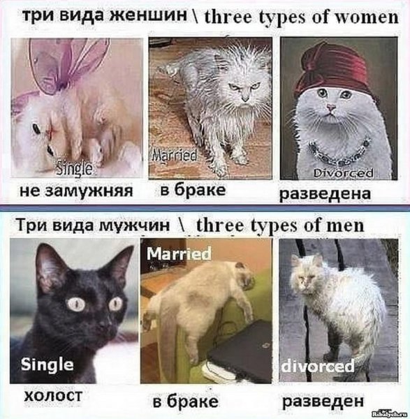 Кот до брака и после