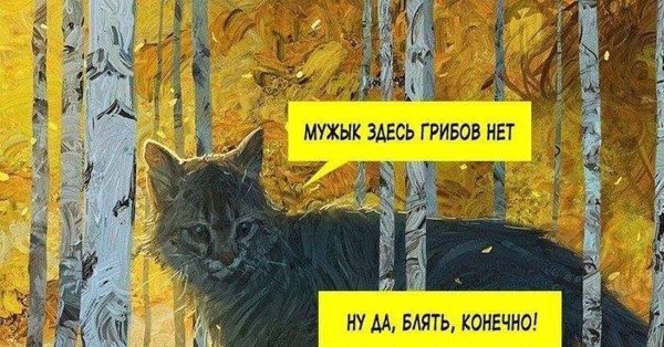 Мужик здесь грибов нет кот