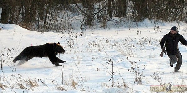Медведь бежит