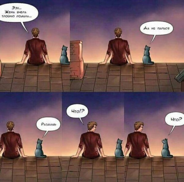 Жена вчера тройню родила кот раздай