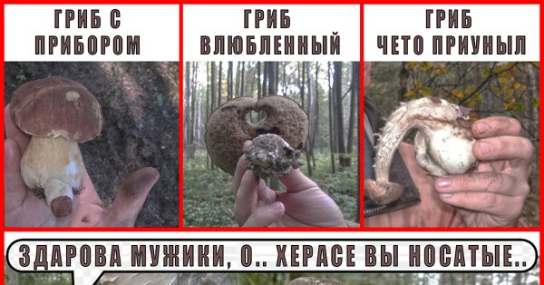 Грибы прикол