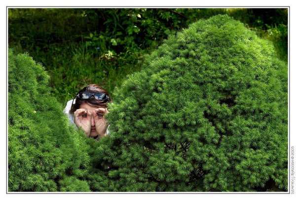 Выглядывает из кустов