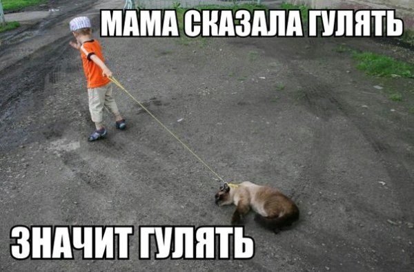 Шутки про прогулки