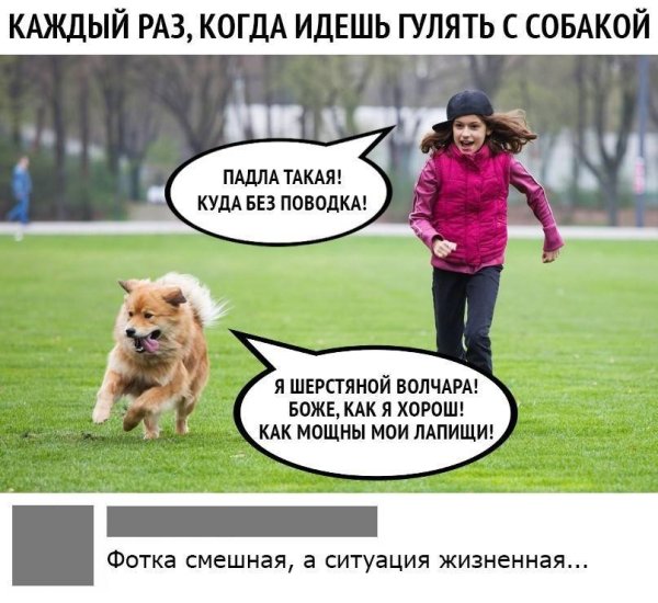 Смешные собаки мемы