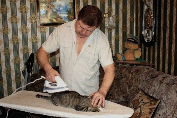 Глажение кота