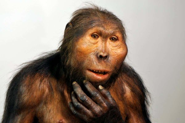 Парантропа Бойса (Paranthropus boisei