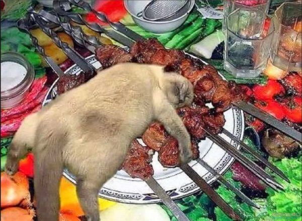 Кот шашлык