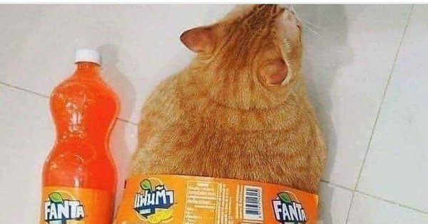 Фанта коты в хорошем качестве