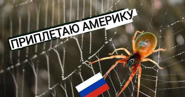 Паук на паутине приплетает