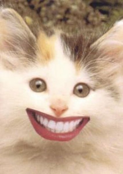 Кот улыбается с зубами