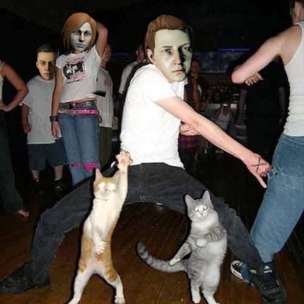 Кошки тусуются