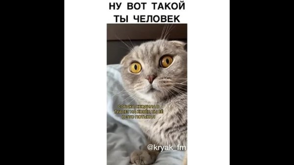 Вот такой ты человек с гнильцой кот