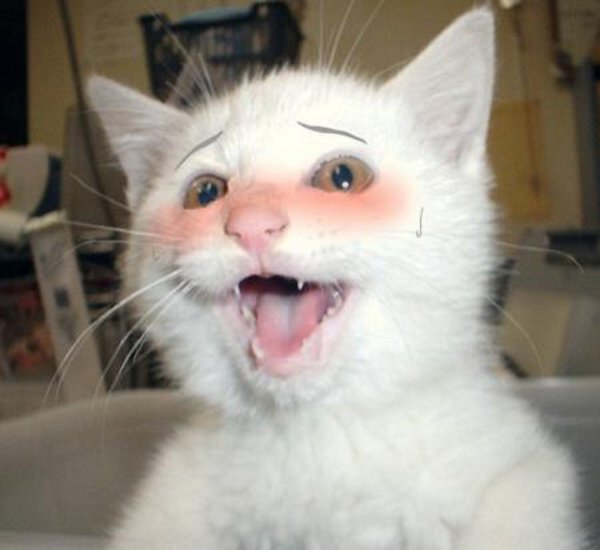 Кот Мем