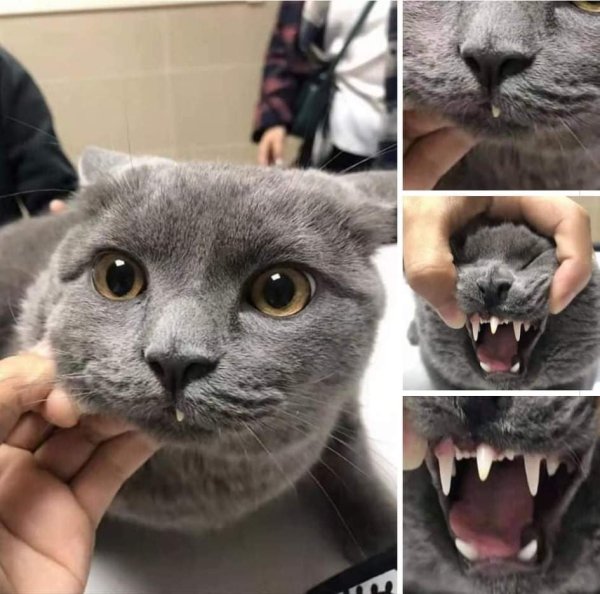 Кот улыбается с зубами