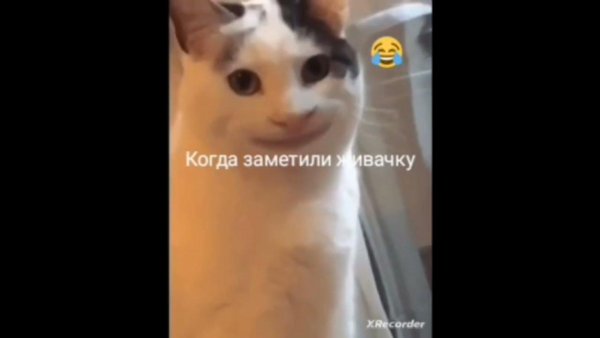 Кот с человеческой улыбкой