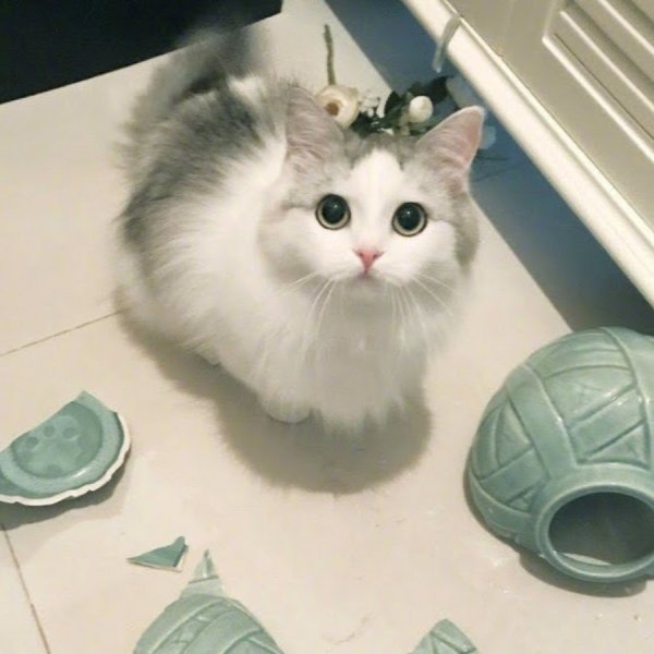 Человек с гнильцой кот