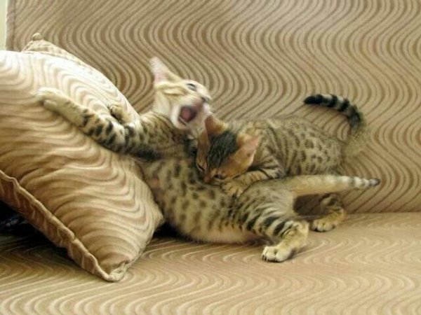 Кот балдеет