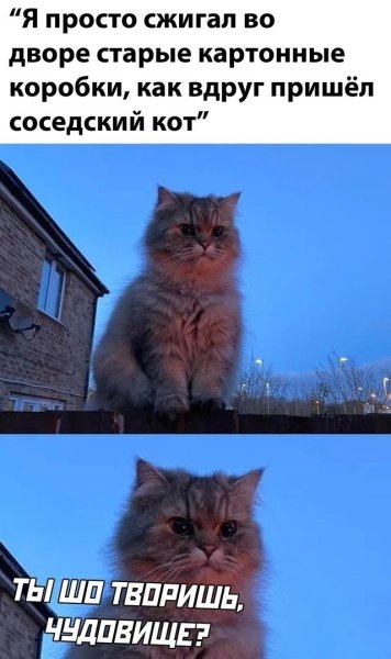 Соседский кот