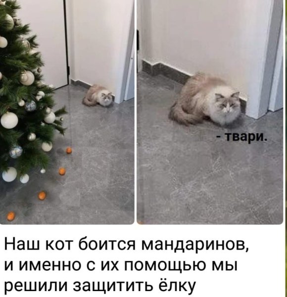 Кот и елка Мем