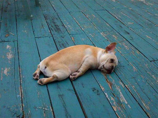 Уставшие животные