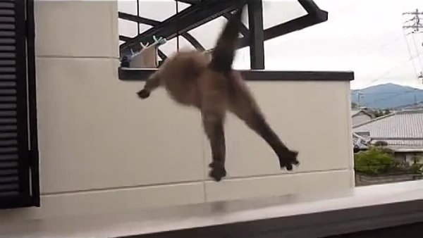 Кот прыгает