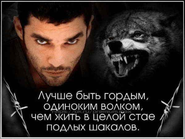 Одинокий волк цитаты