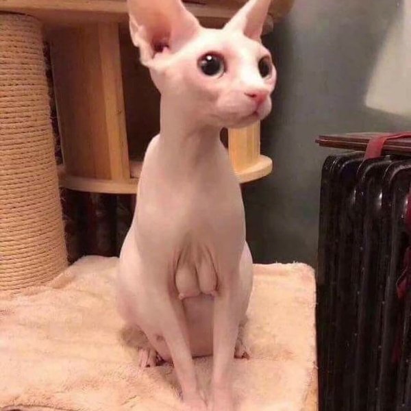 Розовый сфинкс