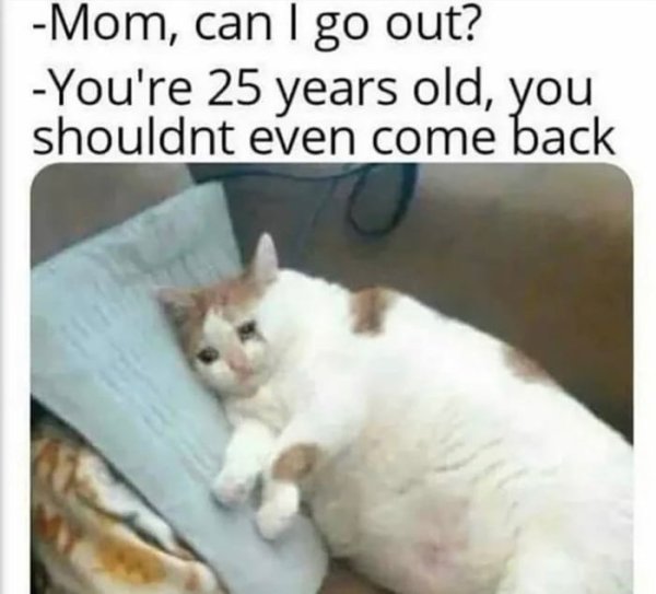 Уставший котик Мем